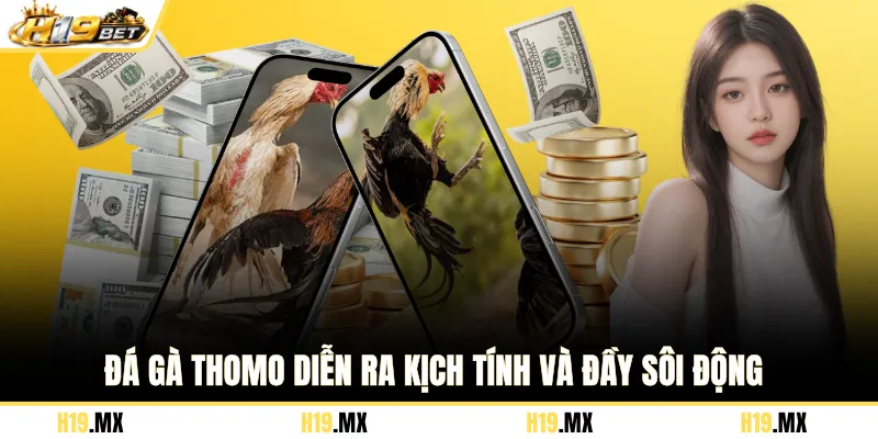 Đá gà Thomo diễn ra kịch tính và đầy sôi động