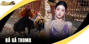 Đá Gà Thomo
