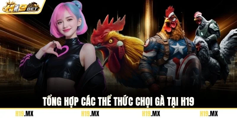 Tổng hợp các thể thức chọi gà tại H19